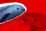 México Cites protección vaquita marina