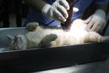 El radiólogo operó a su gata en las instalaciones del hospital donde trabajaba. (AFP)
