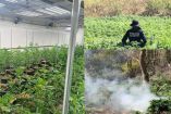 Invernadero y plantío de mariguana