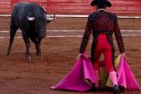 Afinan dictamen sobre corridas de toros en CDMX.