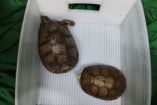 Tortugas aseguradas en el AICM.