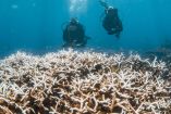 Fotografía submarina de dos buzos nadando sobre una extensa zona de corales blanqueados en el arrecife de Ningaloo, Australia. La imagen muestra el impacto del estrés térmico causado por una ola de calor marina, con corales completamente desprovistos de color y peces pequeños nadando alrededor.