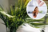 Las plantas tropicales y cítricas son un imán de cucarachas