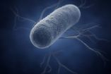 Alerta sanitaria por reaparición de la peligrosa bacteria del cólera 