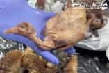 Un agente de la Policía Municipal de Madrid sostiene una paloma doméstica desplumada, encontrada durante la inspección en un restaurante de Usera. El ave estaba lista para ser cocinada y servida como si fuera pato laqueado, en un claro caso de fraude alimentario y riesgo para la salud pública.