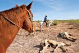 Animales muertos yacen esparcidos en la llanura de este pueblo ganadero, víctimas de una sequía prolongada que está obligando a los campesinos a considerar desarraigar sus vidas del lugar para buscar tierra y agua en otro lado.