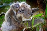 En Australia asesinan a 700 koalas por plantaciones de eucalipto