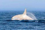orca albina