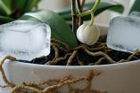 ¿Cuántos cubos de hielo se le pone a las orquídeas?