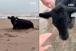 Vaca arrastrada por inundación aparece viva y mugiendo en la playa australiana