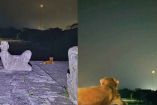 Osita, la perrita guardiana de Chichén Itzá, conmueve al ser captada contemplando la Luna
