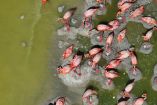 Vista aérea de varios flamencos rosas (Phoenicopterus ruber) anidando en montículos de lodo dentro de una laguna en la Reserva de la Biosfera Ría Lagartos, Yucatán. Algunos ejemplares están de pie, mientras que otros protegen a sus polluelos recién nacidos. El agua tiene un tono verdoso característico del ecosistema costero.