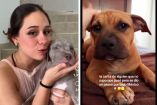 perritos perdidos