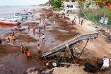 Llegan alrededor de 60 mil toneladas de sargazo al año, en los años más difíciles.