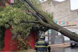 Las fuertes rachas de viento pueden provocar la caída de árboles. Foto: X @Bomberos_CDMX