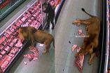LEÓN SE PASEA POR SUPERMERCADO EN SUDÁFRICA Y SE ATIENDE SOLITO