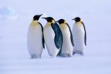 Grupo de cuatro pingüinos emperador sobre una superficie de hielo marino en la Antártida, caminando juntos en formación durante un día nublado, con el fondo completamente cubierto de nieve. Representan el comportamiento social y el hábitat característico de esta especie en peligro por el cambio climático.