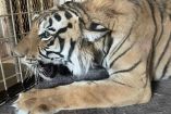 Aseguran feroz tigre de bengala en un yonke
