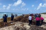 Semar realizó limpieza masiva de sargazo en Cozumel para proteger ecosistemas