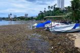 Barcos pequeños cubiertos por lonas están varados en una playa de Acapulco, rodeados de lirio acuático acumulado y desechos tras tormentas recientes; al fondo se aprecian edificios y palmeras en un ambiente nublado.