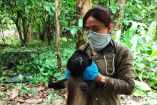 Buscan evitar la extinción del mono aullador