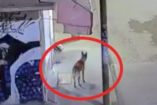 Expolicía que mató a perrito en Ecatepec. 