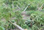 Cosecha de papaya destrozada por el huracán Erick