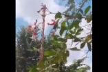 Captura del momento exacto en que el poste ceremonial de los voladores de Papantla se desploma en la comunidad El Águila, en Tihuatlán, Veracruz. Cuatro danzantes vestidos con trajes típicos están en pleno descenso cuando ocurre el accidente, rodeados por vegetación y cielo despejado. Imagen extraída de video difundido en redes sociales.