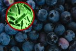Alerta sanitaria por arándanos contaminados con peligrosa bacteria: FDA 