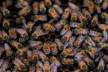 El enjambre de abejas arremetió contra transeúntes