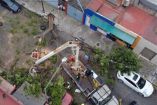 Bomberos y trabajadores de la alcaldía laboraron con motosierras y machetes para seccionar el árbol. Foto: Rodolfo Dorantes