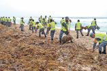 Elementos de la Semar quitando sargazo de playas mexicanas.