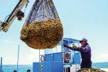 Elementos de la Semar recolectando sargazo.