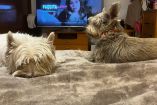 Dos perros de raza pequeña descansan sobre una cama frente a un televisor encendido. Uno de ellos observa atentamente la pantalla, mientras el otro permanece acostado sin mostrar interés. La escena ilustra las diferentes formas en que los perros pueden reaccionar ante estímulos visuales en medios digitales.