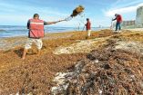 Empleados de Cancún trabajan diario en la limpieza de las playas.