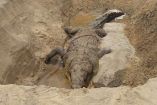 Profepa denunció muerte del cocodrilo 'Tío Lucho'