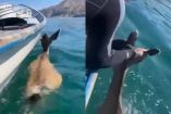 Venado bura es rescatado en altamar por pescadores de Bahía Kino