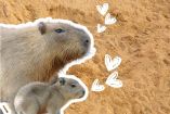 Nace capibara en Monterrey: así puedes visitar al bebé en Bioparque Estrella / Facebook Bioparque Estrella Monterrey 