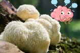 Hongo melena de león (Hericium erinaceus) para qué sirve y contraindicaciones Foto Canva