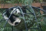 Chapultepec fue pionero en la reproducción de pandas fuera de China. Foto Cuartoscuro