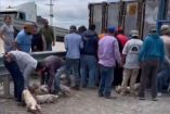 Un tráiler que transportaba cerdos volcó sobre la carretera 57