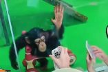 Zoológico en China prohíbe mostrar reels a chimpancé fan de TikTok