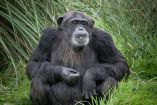 Un estudio revela que chimpancés consumen a diario alcohol en frutas fermentadas, apoyando la teoría del “mono borracho”.