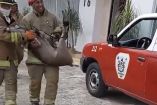 Elementos del Cuerpo de Bomberos de Oaxaca cargando un venado