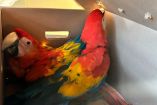 Dos guacamayas con plumaje rojo, amarillo y azul dentro de una caja de cartón tras ser decomisadas por autoridades ambientales en Chiapas; las aves, víctimas del tráfico ilegal, fueron halladas deshidratadas y sin condiciones mínimas de bienestar antes de ser trasladadas al Zoomat para su rehabilitación.