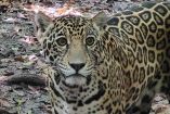 Primer plano de un jaguar en cautiverio dentro de una instalación de manejo de fauna silvestre en México. La imagen muestra al felino con expresión atenta en un entorno cubierto de hojarasca, reflejando la mirada de un animal poderoso que ha perdido su libertad tras ser extraído de su ecosistema natural.