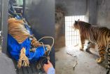 Aseguran cuatro felinos exóticos en domicilio de Pachuca; dos tigres y dos leones