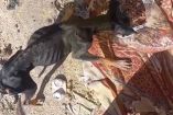 Indignación en Mexicali por perrito abandonado y desnutrido
