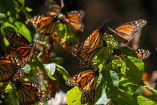 Mariposas monarca en su santuario de Michoacán