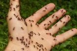 Hormigas en la mano de una persona